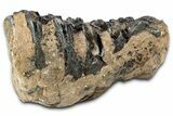 Partial Southern Mammoth Molar - Hungary #357024-1